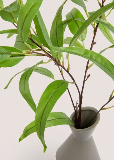 Angular Grey Plant